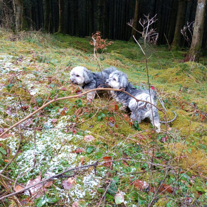 img20250131132912147