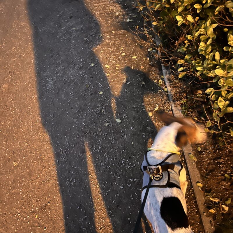 2e5149c8-16c8-4007-b40b-49509a4e94fd